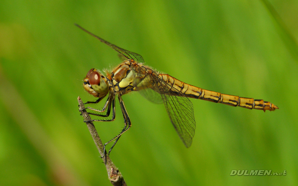 Moustached Darter (Female, Sympetrum vulgatum)